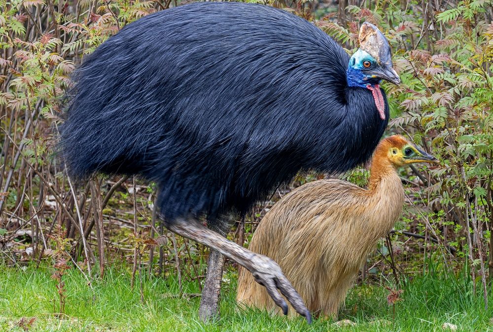 Close Up,View,Of,A,Female,Southern,Cassowary,(casuarius,Casuarius),With