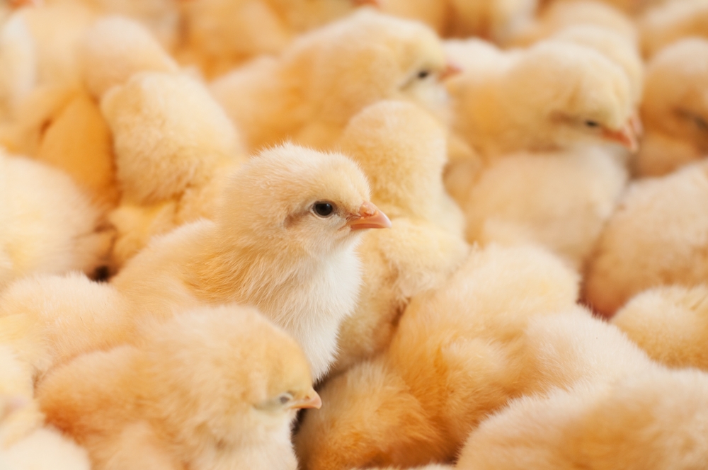 12,000 Chicks Found Abandoned In Postal Truck Raise Concerns About Animal Shipping