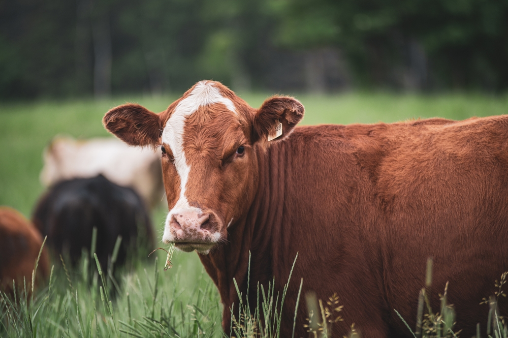 University of Florida Receives $9.5M Gift to Address Cattle Pest Threats