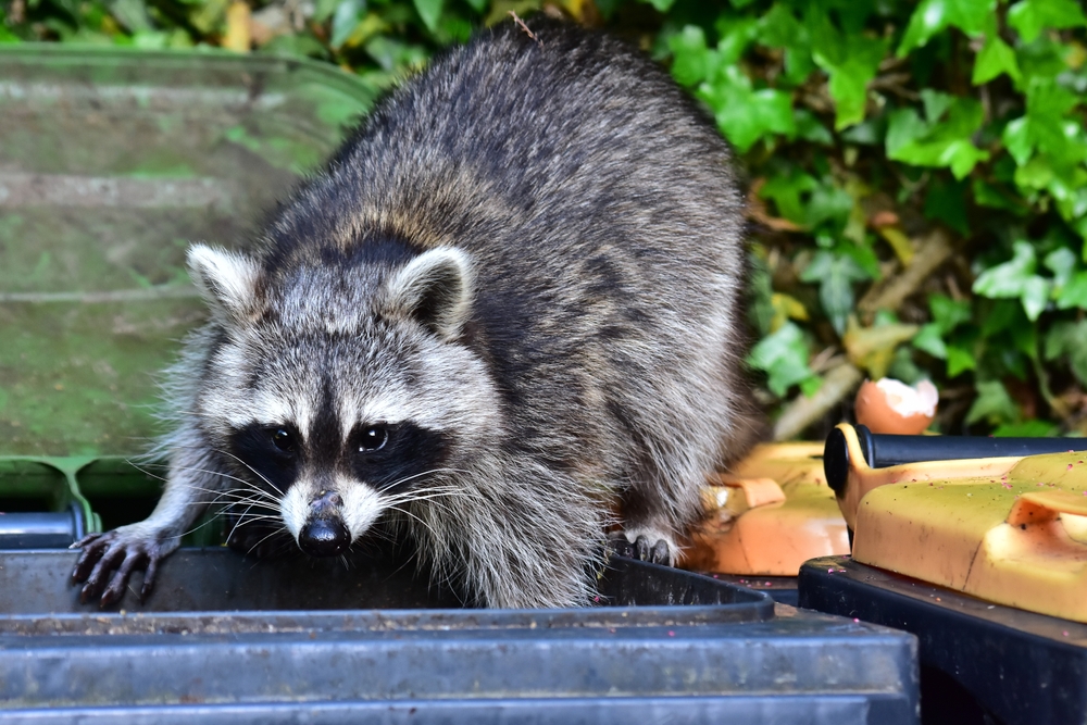 Greeley Police Tell Community to Beware of Disease-Carrying Raccoons