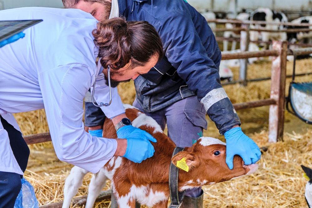 MSU Receive Grants to Help Food Animal Veterinarian Shortage