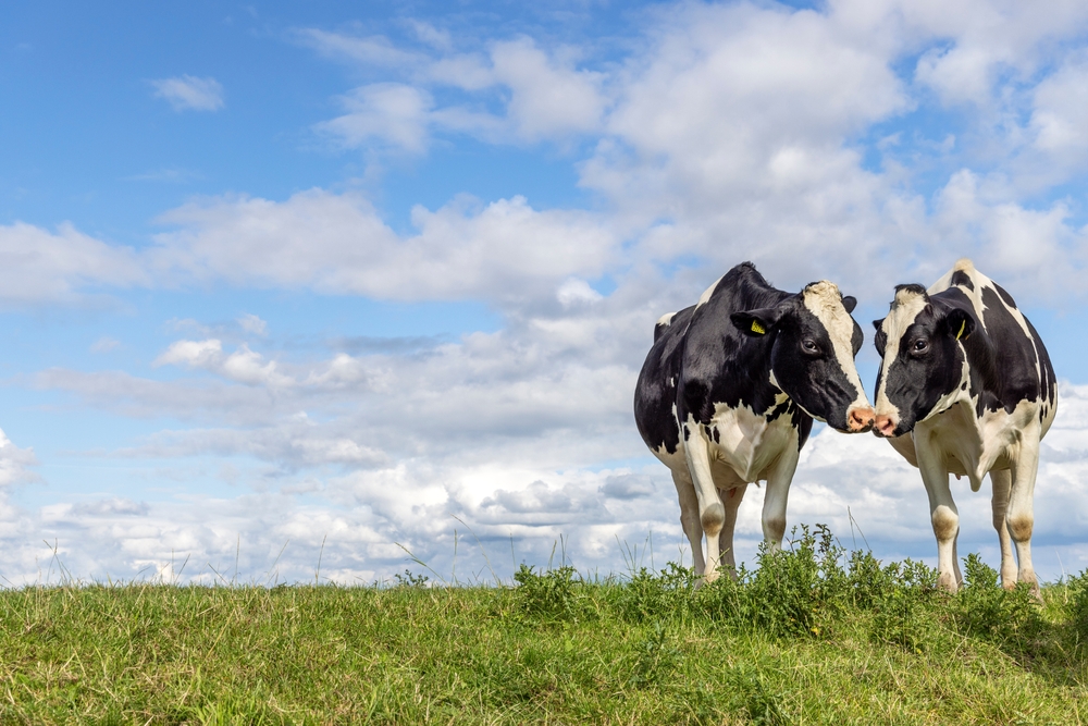 HPAI Testing to be Required for Lactating Dairy Cattle Before Transportation