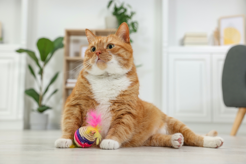 Cute,Ginger,Cat,Playing,Sisal,Toy,At,Home