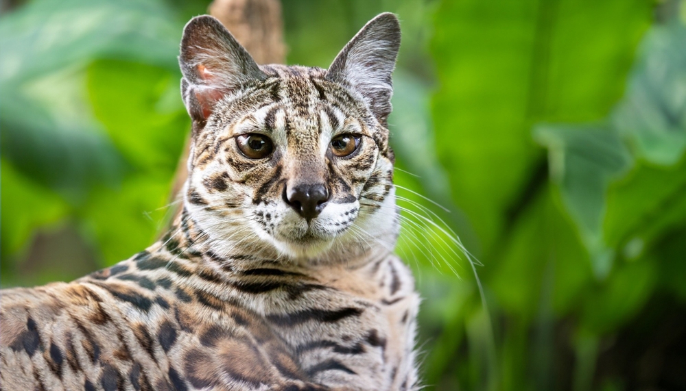 Rodent Burrows Offer Unusual Sanctuary to Africa’s Smallest Wildcat
