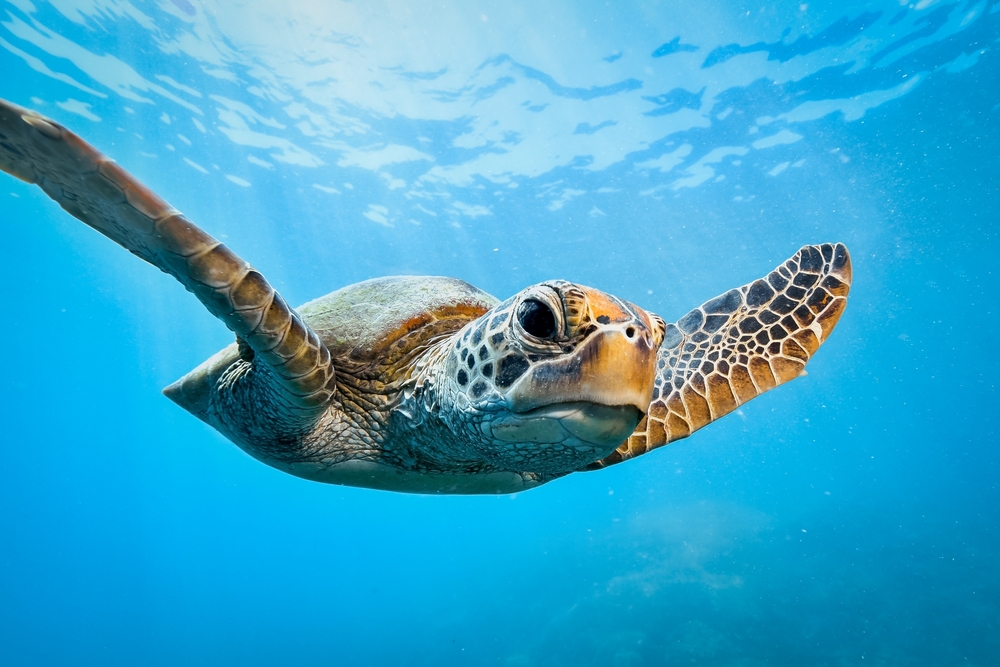 Endangered Sea Turtles Receive Critical Imaging at MSU’s College of Veterinary Medicine