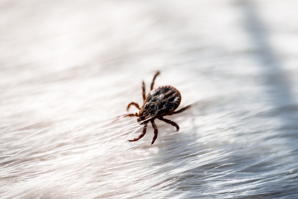 Breakthrough Could Revolutionize Future of Tick Control