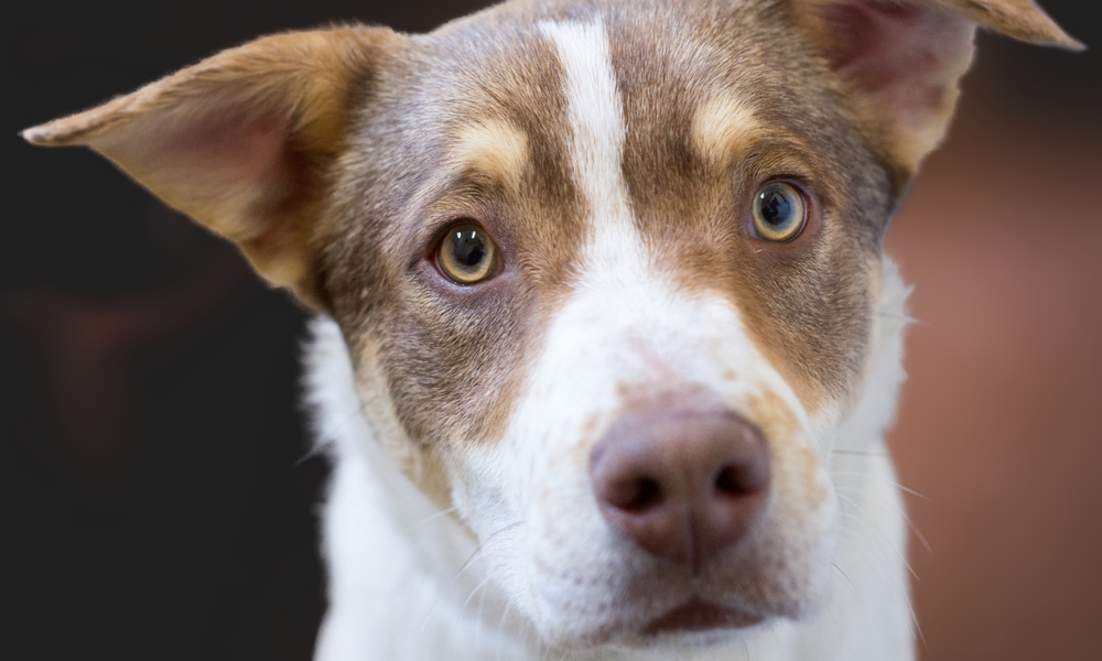 Updated Guidance on Canine Chronic Inflammatory Enteropathy Discourages Antibiotic use, Encourages Dietary Trials