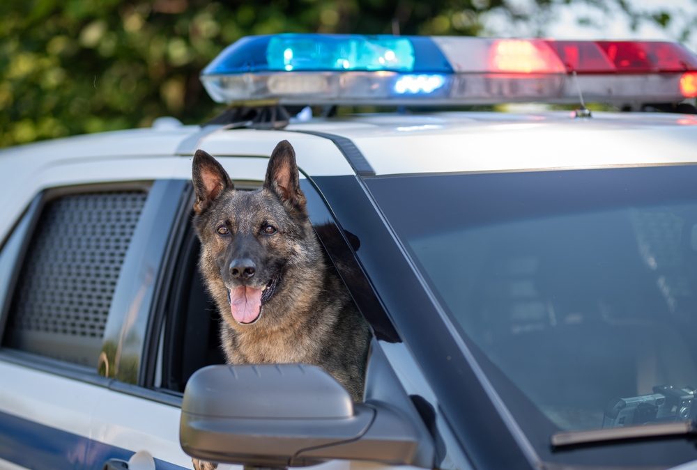 Illinois Law Ensures Retired Police Dogs Receive Long-Term Veterinary Care