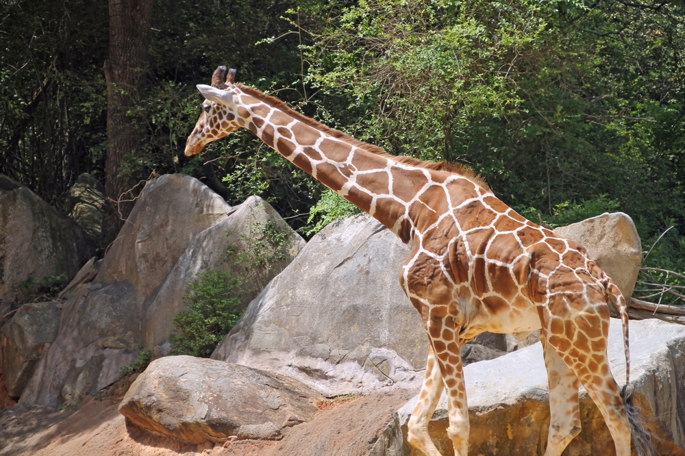 Giraffe,Enclosure,At,The,Zoo