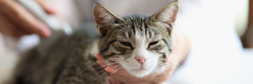 New Guidelines and Resources for Feline CKD