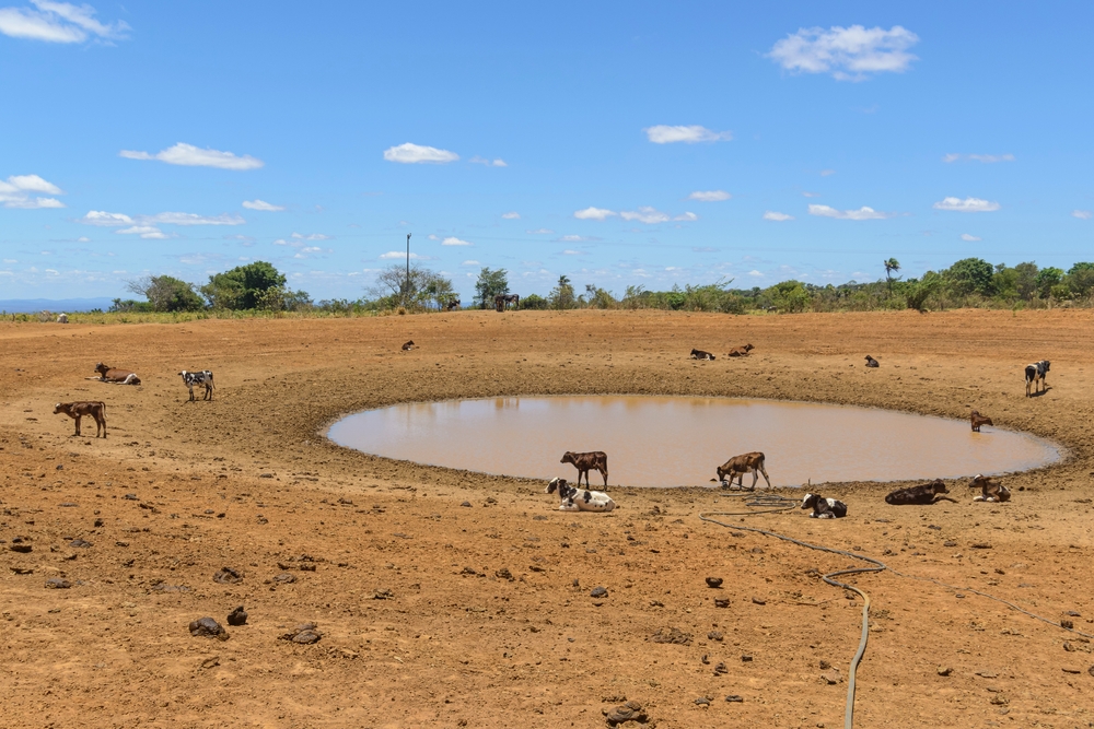 Drought Conditions Affect Area Animals