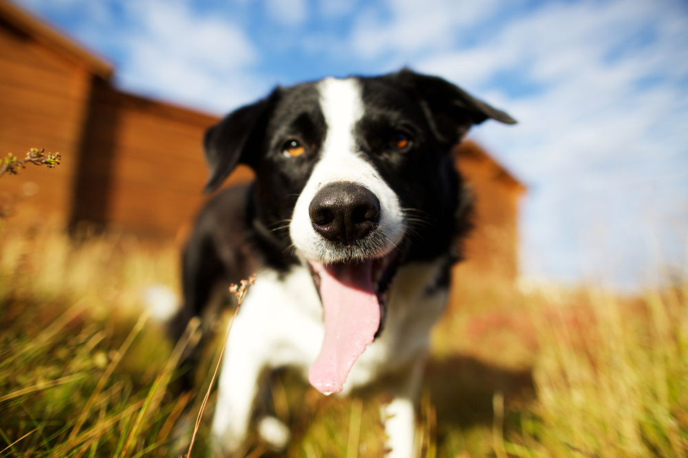 Farm Bill draft Advances Dog Importation Act and Veterinary Workforce Provisions