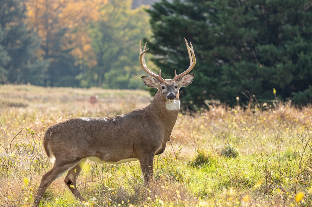 Oh Deer! Viral Deer Disease Detected in Local Counties