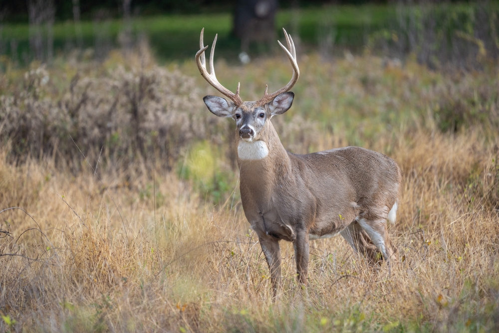Acute Outbreak of Another Deadly Deer Disease in Ohio Has Raised Alarms
