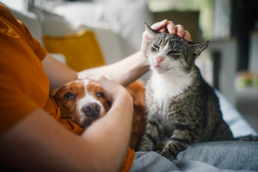 5 Emerging Pet Trends Small Businesses Can Leverage