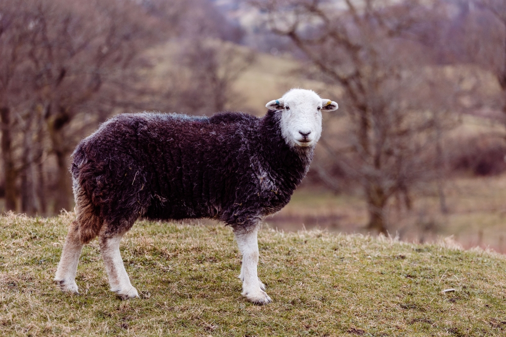 Tufts Veterinarian Helps Produce First Purebred Herdwick Sheep Born in U.S.