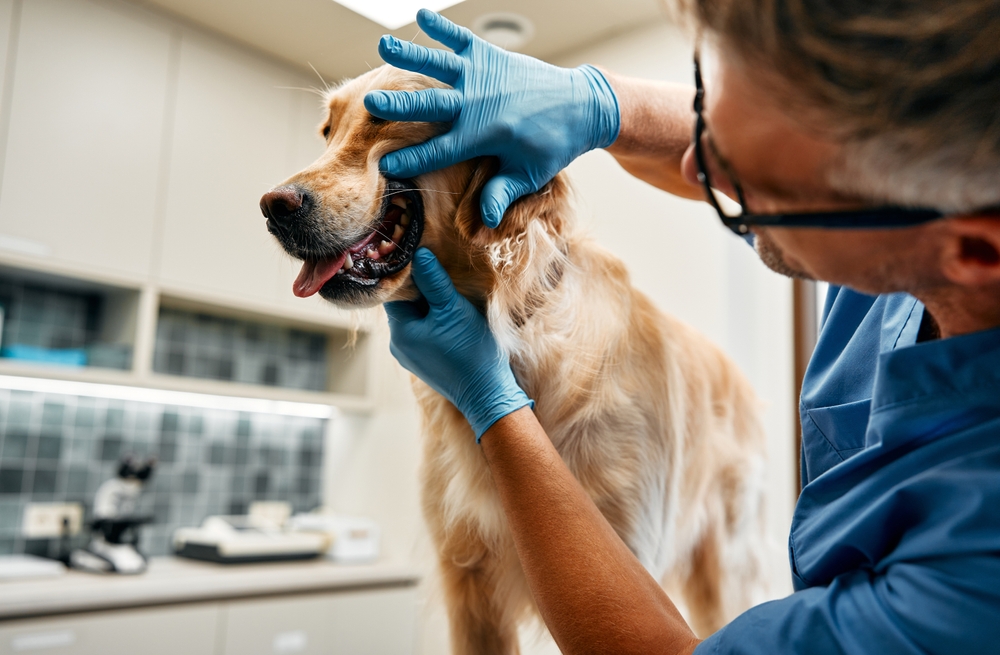 WSAVA Releases New Dental Guidelines