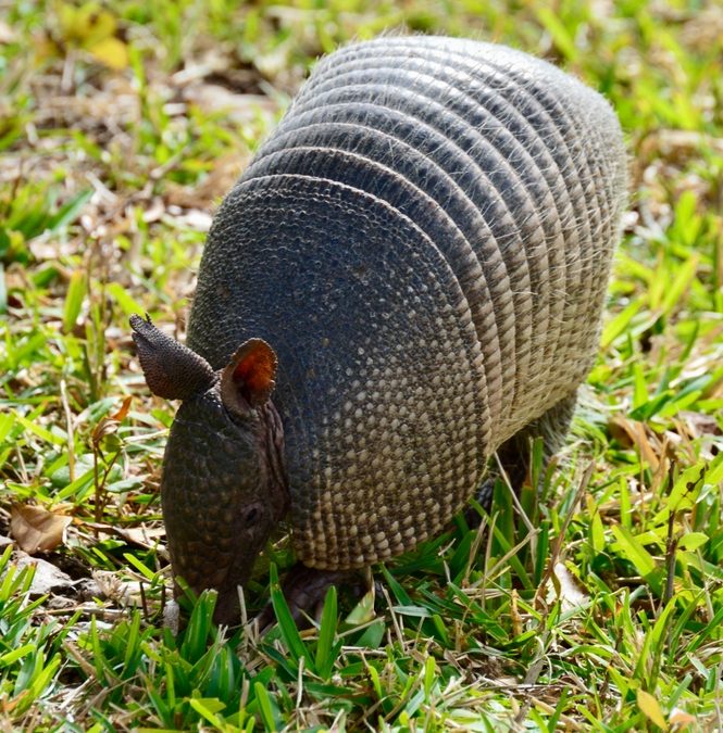 Armadillo,Foraging,For,Food,In,The,Wild