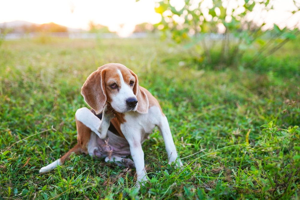 That Itches! A Guide to Canine Hot Spots