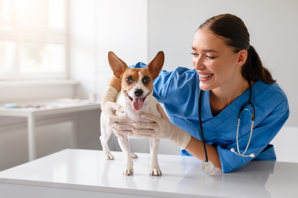 Smiling,Veterinarian,In,Blue,Scrubs,Enjoying,A,Light Hearted,Moment,With