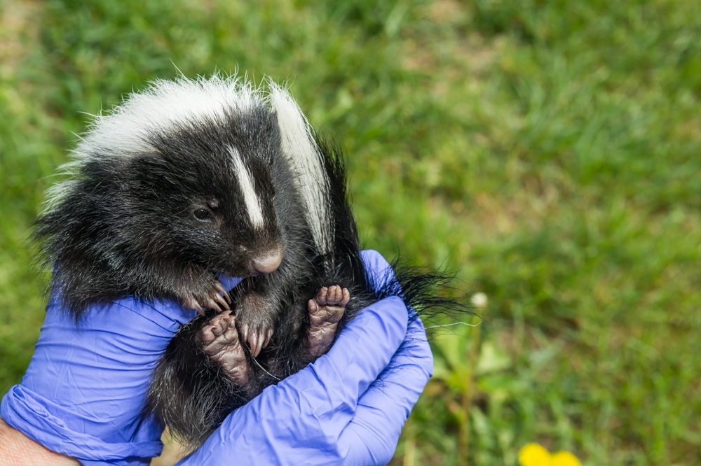 ‘He Was a Gentle Giant’: Owner Mourns Loss of Dog After Attack by Skunk with Rabies