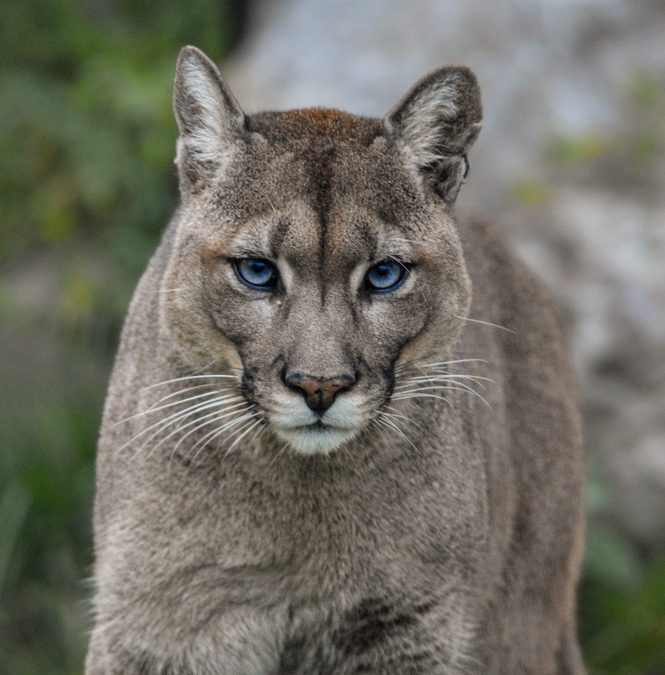 10 Wild Cat Species Found Across The United States
