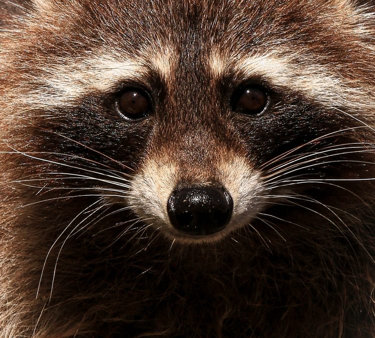 UA Little Rock Study Suggests Raccoons Could Be On The Path To Becoming a Household Pet