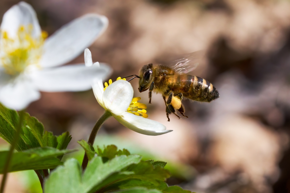 Bee,(western,Honey,Bee, ,Apis,Mellifera),Flying,With,Filled