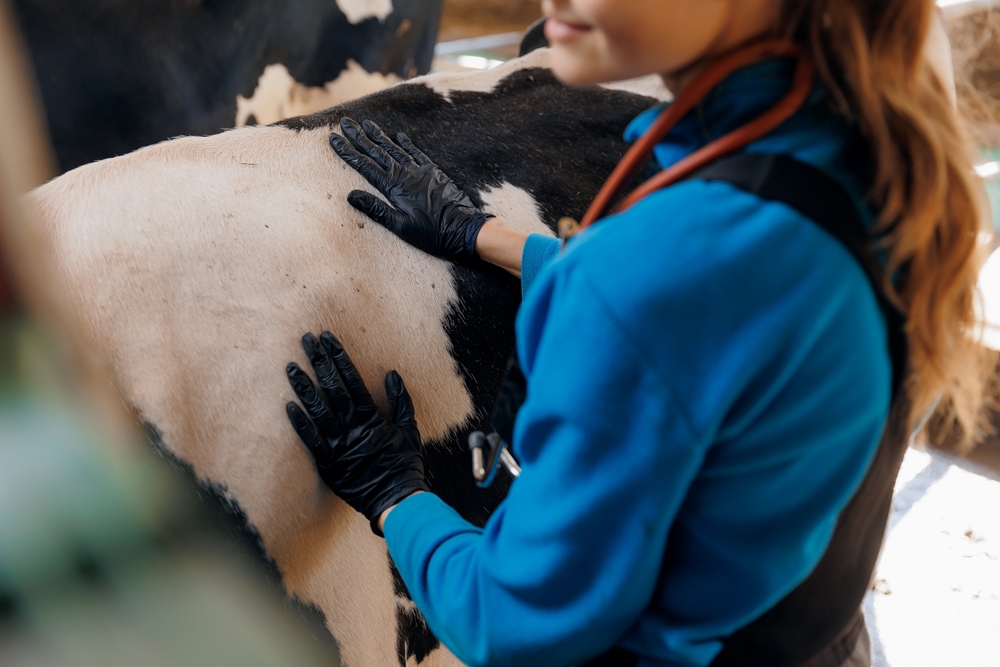 Outspoken Veterinarians Kill Bill To Let Non-Vets Do Livestock Pregnancy Checks
