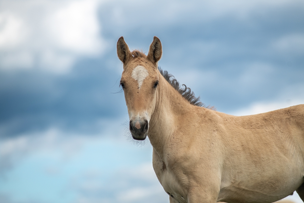 Beautiful,Thoroughbred,Horses,On,A,Ranch,Field.