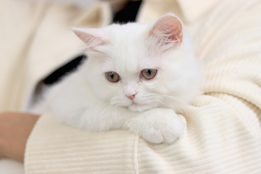World of the Cat 2025