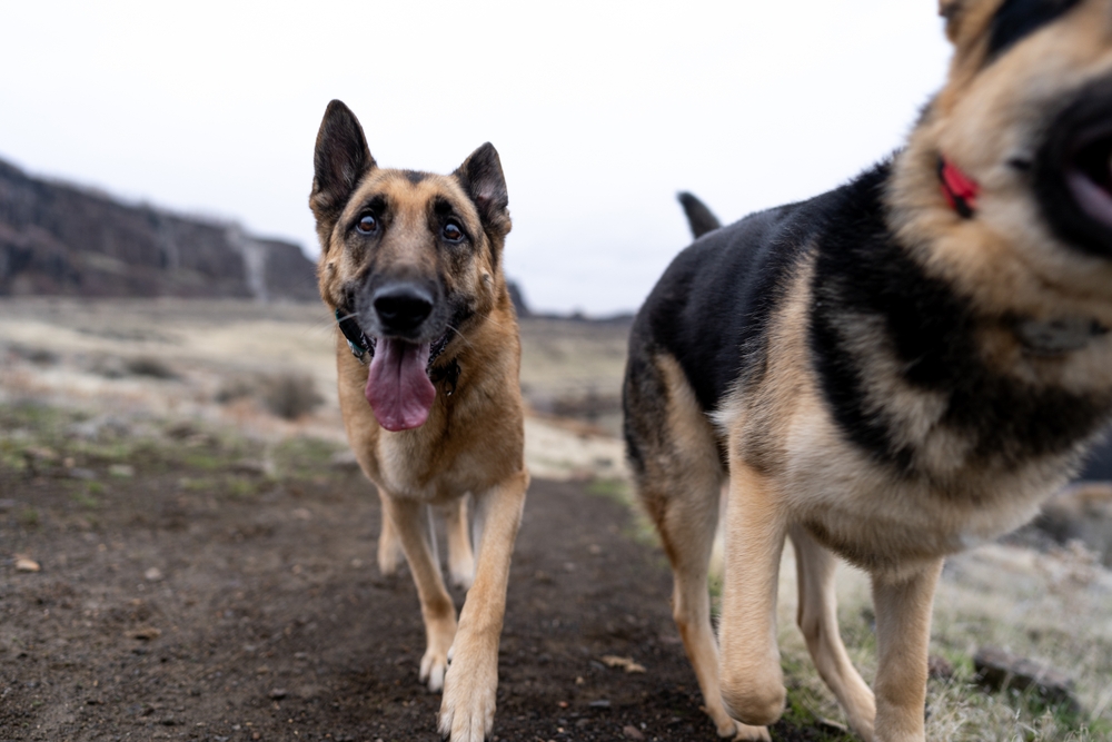 Giving Up Pets to Seek Rehab Can Worsen Trauma. A Colorado Group Intends to End That.