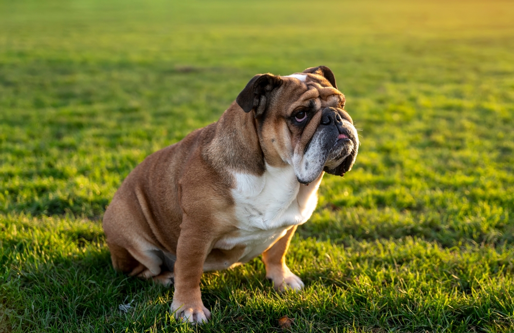 Funny,Beautiful,Classic,Red,English,British,Bulldog,Dog,Out,For