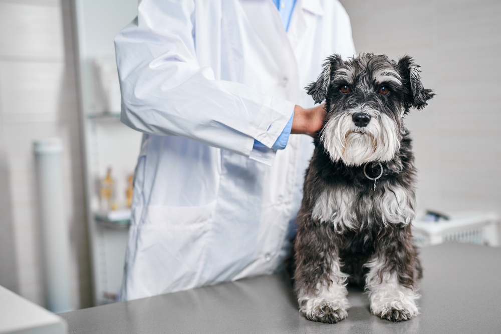 US Judge Dismisses Most of Consumer Lawsuit Over Veterinary Service Prices
