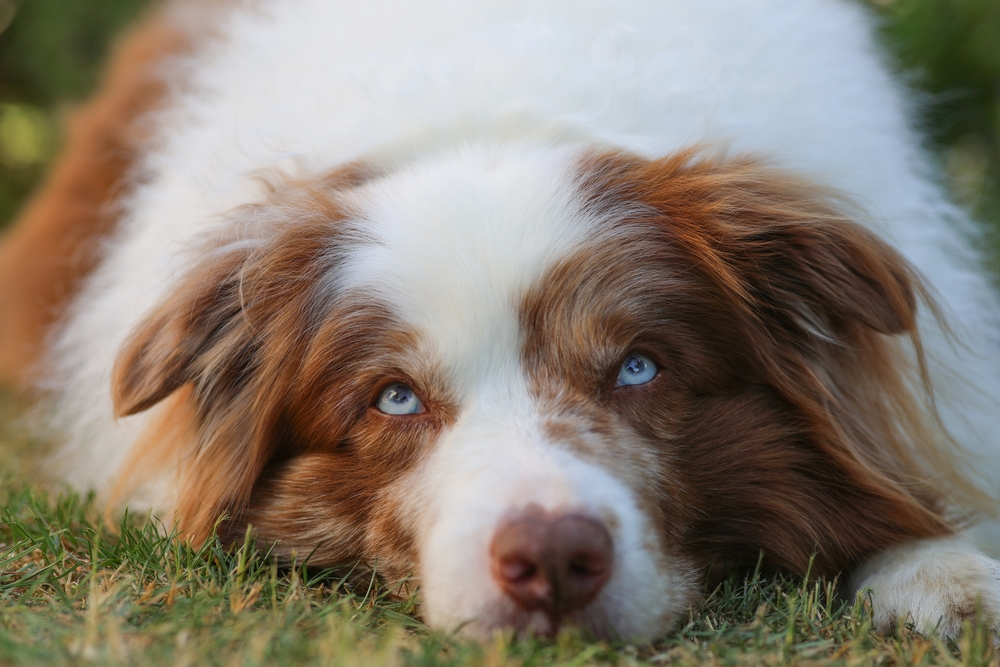 Penn Vet Researchers Develop Gene Therapy Mechanisms to Treat Advanced Stages of Vision Loss