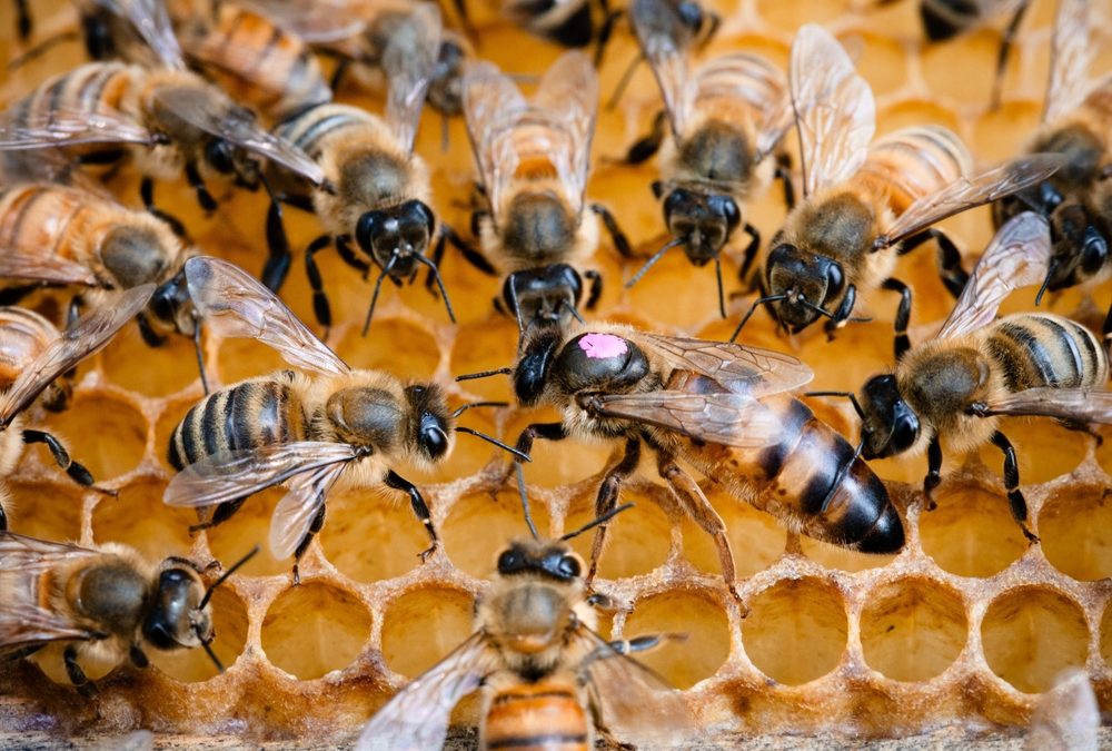 Honey,Bee,Queen,,Marked,Pink,,On,Comb,,Surrounded,By,Nurse