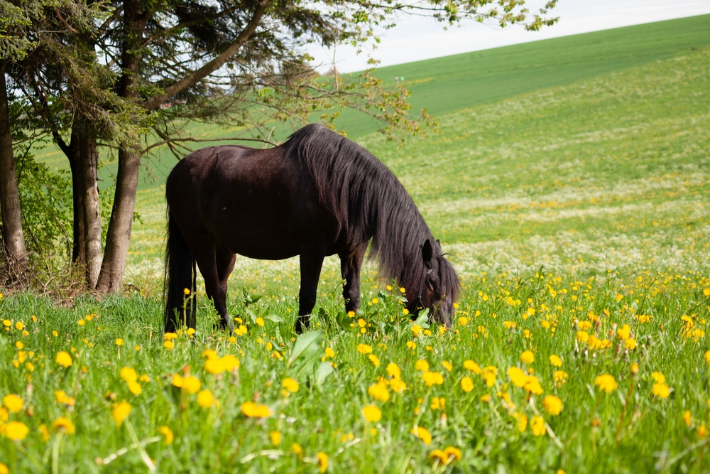 American Horses Are Obese, Too