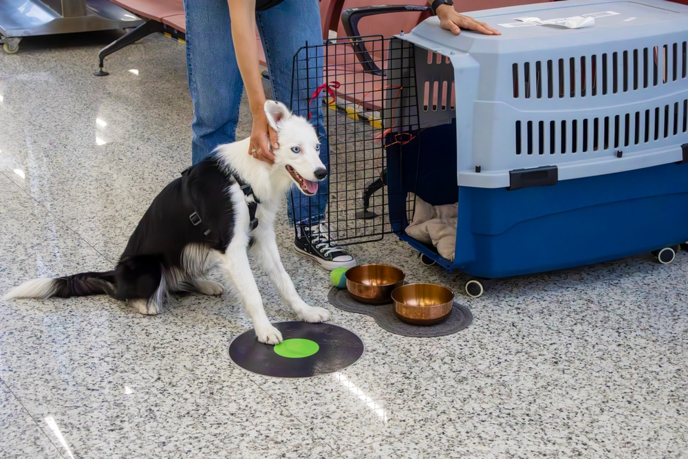 Rules for Movement of Dogs From Canada to the US