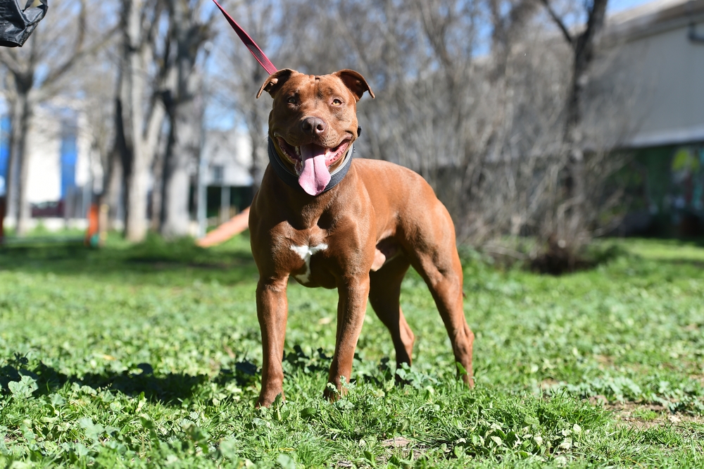 New DC Law Stops Landlords From Limiting Pets like Pit Bulls Over Breed or Weight Restrictions