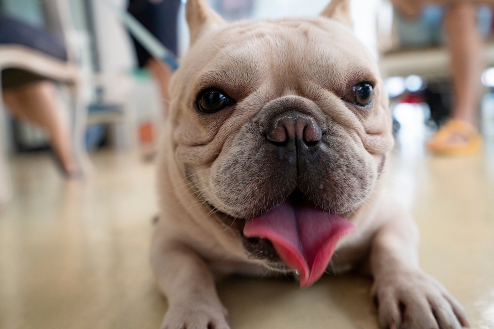 Some Dog Breeds Carry a Higher Risk of Breathing Problems