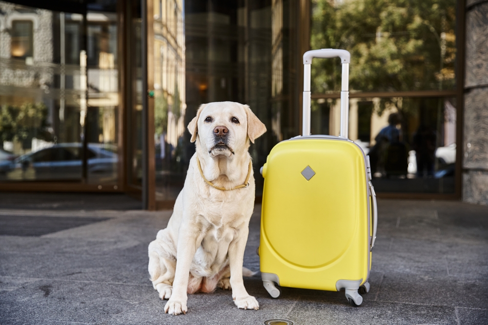 Co-Founder of Bombas Brand Finds Next Investment in K9 Resorts Luxury Pet Hotel