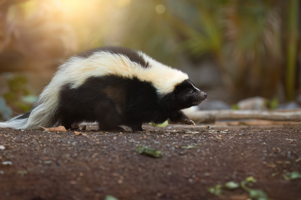 Bexar County Reports First Dog Rabies Case in More Than a Decade, Health Officials Say