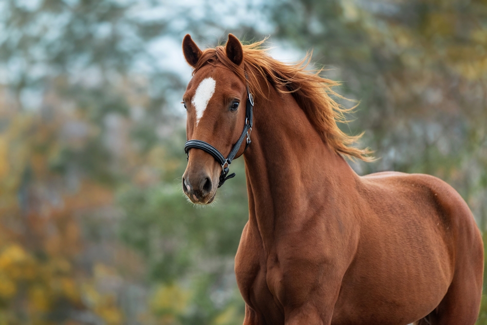 Beautiful,Horse,Running,In,Autumn