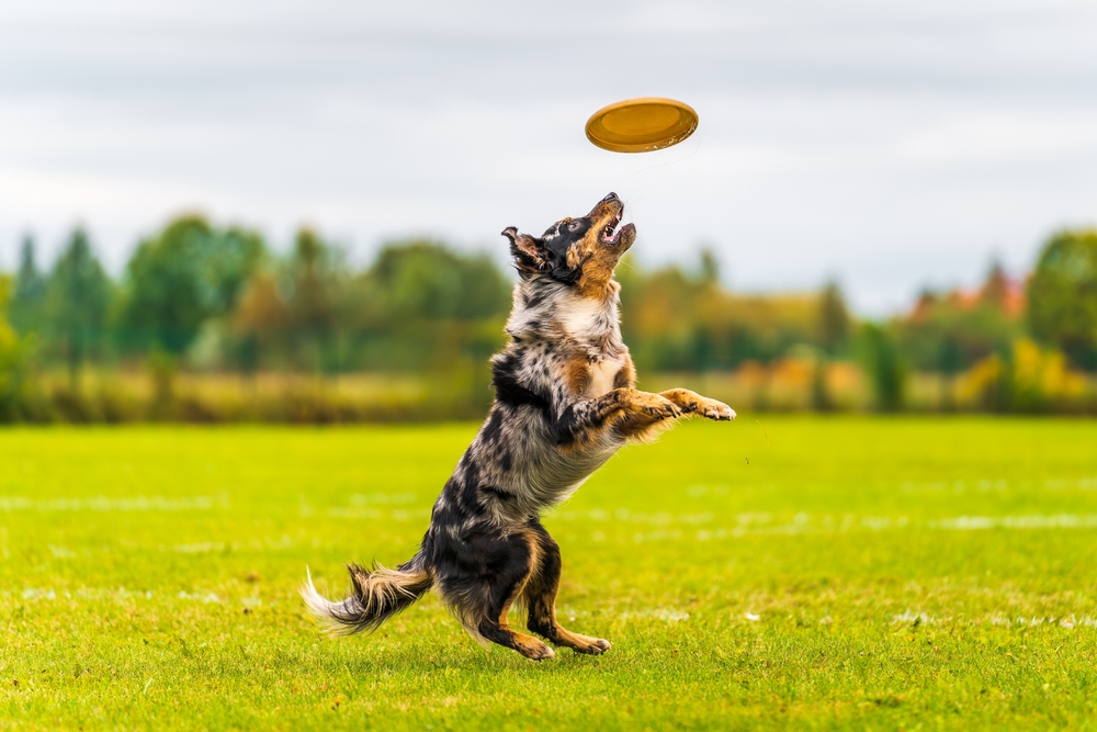 Keeping Pets Moving: A Veterinarian’s Approach to Canine Hip and Joint Health