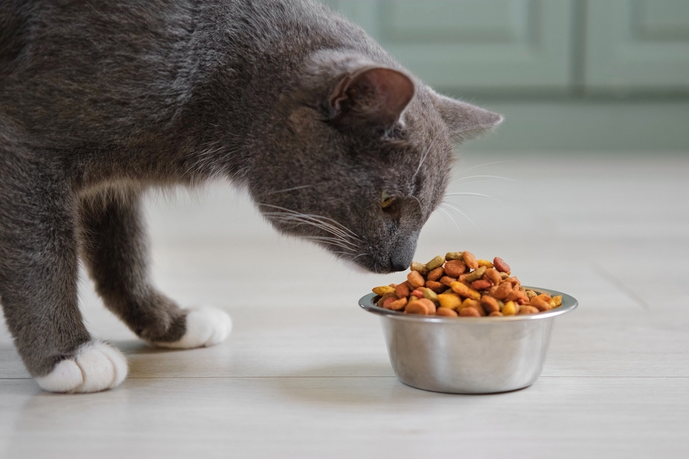 Fat Cats Shedding Pounds Can Offer Clues to Human Weight Loss