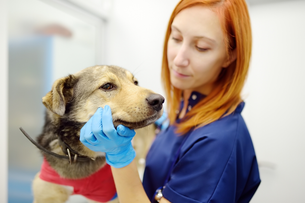 The Price of Pet Care: Understanding Your Veterinary Bills