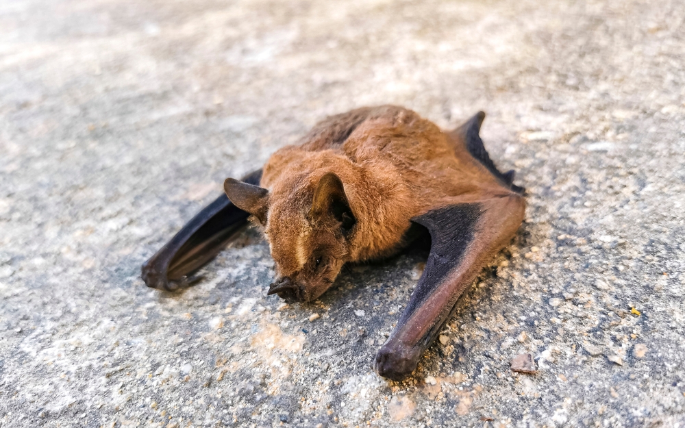 Dead,Bat,On,The,Ground,In,Zicatela,Puerto,Escondido,Oaxaca