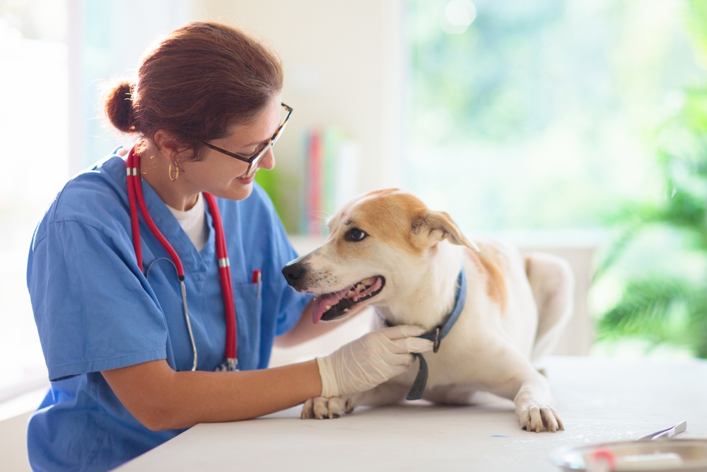 Chile Launches Vaccine That Neuters Dogs For a Year