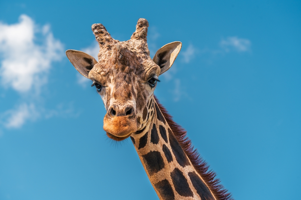 The,Giraffe,(giraffa,Camelopardalis),Is,The,Tallest,Land,Mammal,On