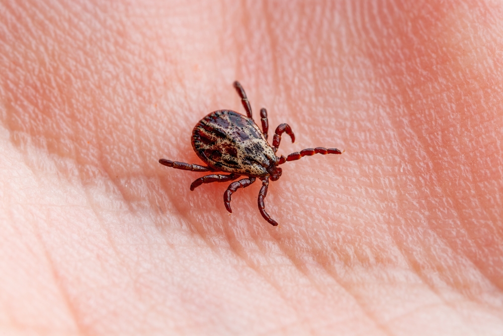 On Apache Lands, Progress in a Long War Against Ticks and The Disease They Spread